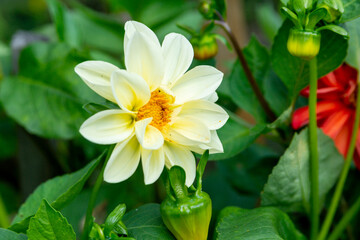 White dahlia flower in the summer garden