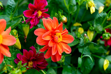 Colorful dahlia flowers in the summer garden