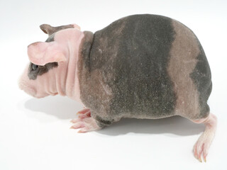 スキニーギニアピッグの側面