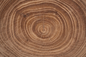 Fototapeta premium Cross section of a tree trunk with life rings around the pith
