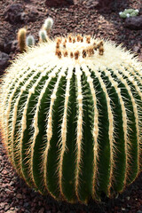 Golden Barrel Cactus.