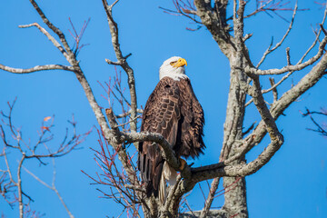 A Bald Eagle perching on the tree in Southern Ontario, Canada