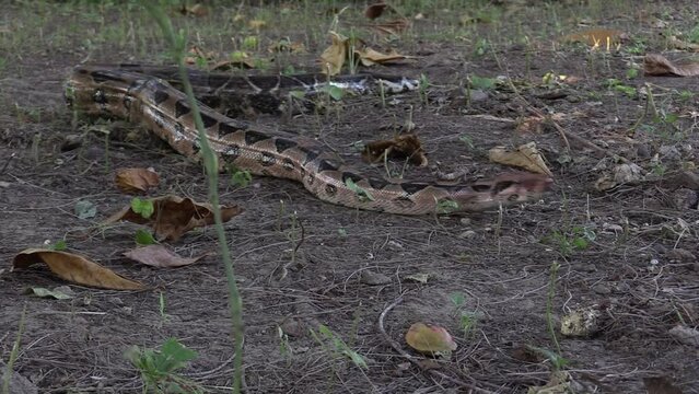 Boa constrictor, Mazacuata huge specimen moves crawling on the ground and is seen complete. La mancha, Veracruz, M&eacute;xico.