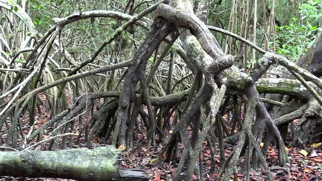 Boa constrictor large specimen moves through the branches and roots of the red mangrove. La Mancha, Veracruz, M&eacute;xico.