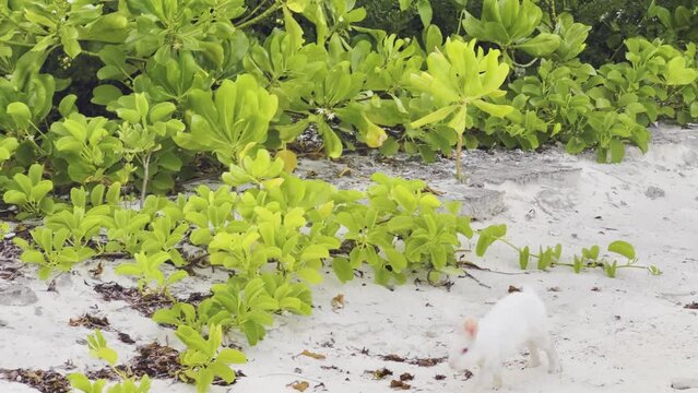 white albino rabbit bunny in the maldives jumping through the greenery in slow motion
