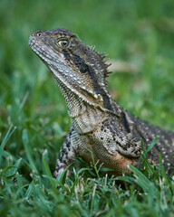 Portrait of an Eastern water dragon at Brisbane botanical Gardens, Queensland, Australia.