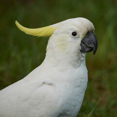 Portrait of a sulphur crested cockatoo in Brisbane, Queensland, Australia