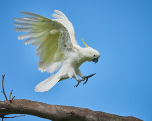Sulphur crested cockatoo landing on a branch in Brisbane, Queensland, Australia.
