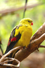 Regent parrot with his yellow and olive feather and red beak.