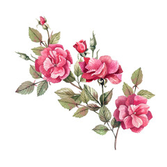 Watercolor illustration of a rose branch with buds and flowers. Illustration isolated on white background, vintage style.