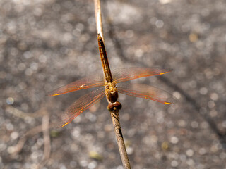 top view of brown dragaonfly rest on brach