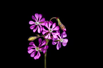 Fototapeta na wymiar A plant with wild endemic pink flowers on a black background in the studio. Scientific name; silene colorata