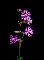 A plant with wild endemic pink flowers on a black background in the studio. Scientific name; silene colorata