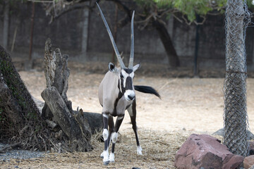 antelope in the zoo