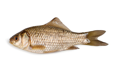 Crucian carp fish on a white background. Live river fish crucian carp.
