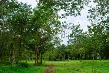 Fototapeta na wymiar View of withered trees and green meadow in the morning in Wonosobo city park, Indonesia