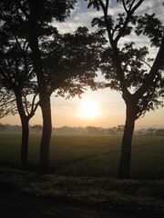 Fototapeta na wymiar Sunrise in the rice field with trees in the morning