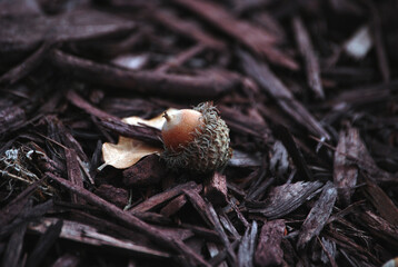 Acorn and wood chips
