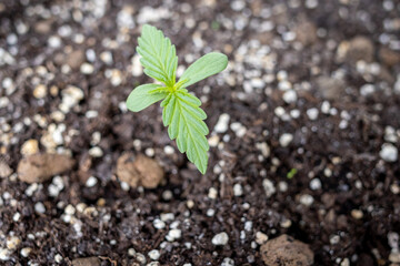 weed sprout on the ground