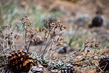pine cones in the snow