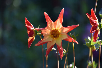 red and yellow flower
