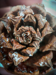 Snowy pine cone