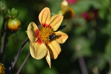 bee on flower