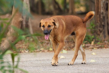 Brown dog on the street,portrait of a dog