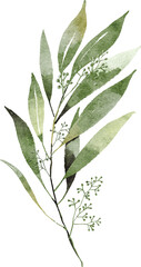 Branch with leaves of Seeded eucalyptus watercolor hand drawn