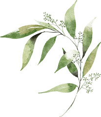 Curve to left of Seeded eucalyptus leaves watercolor hand drawn