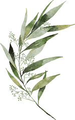 Curve to right of Seeded eucalyptus leaves watercolor hand drawn