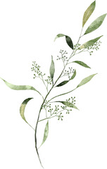 Seeded eucalyptus leaves watercolor hand drawn