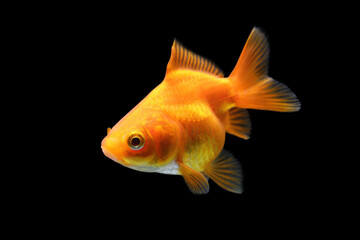 Goldfish isolated on black background. Orange goldenfish isolated on black background. Thailand.