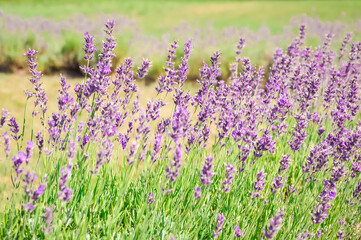 Fototapeta premium Lavender farm