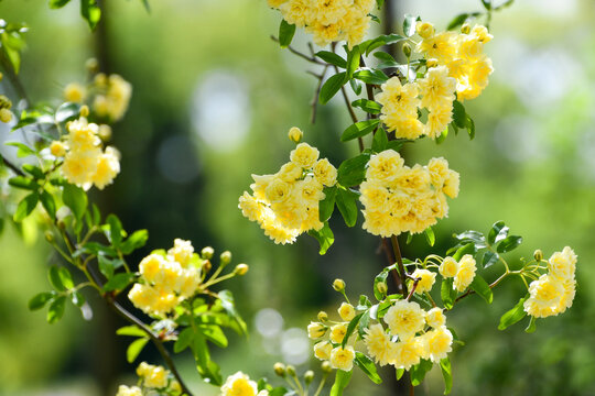 黄色いモッコウバラの花