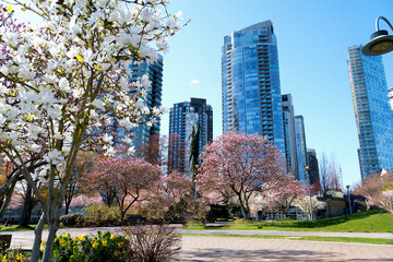Obraz premium Cherry blossoms in full bloom in the city Blooming sakura cherry blossom branch with skyscraper building in background in spring, Vancouver, BC, Canada. David Lam Park. High quality 4k footage