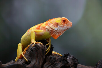 Albino iguana ( iguana iguana ) on a tree branch