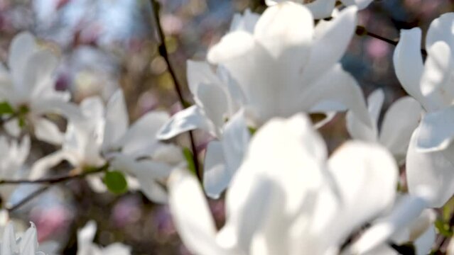 Sunny spring day. Magnolia flowers on tree branch against blue sky. Delicate pale pink, purple petals of exotic flower. Floral botvic background. Summer natural backdrop. Selective focus.