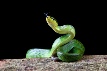 The red-tailed racer on a black background