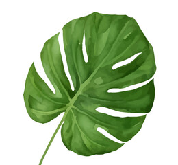 monstera leaf with style hand drawn digital painting illustration
