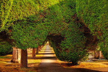 Yew trees in the Cotswold village of Painswick