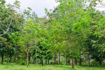 View of withered trees and green meadow in the morning in Wonosobo city park, Indonesia