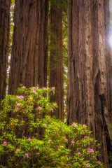 Springtime in Redwoods National Park