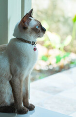  Siamese Cat with blue eyes are sitting The name in Thai is "Wichianmart". The cat is looking at something.