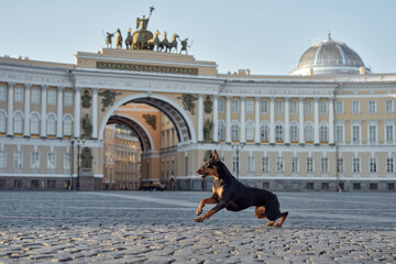 dog in the city of St. Petersburg. Standard German Pinscher posing against the backdrop of...