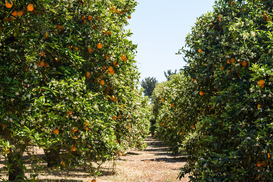 Blooming gardens with orange trees. The harvest season of fresh juicy orange ecological oranges grown on the farm