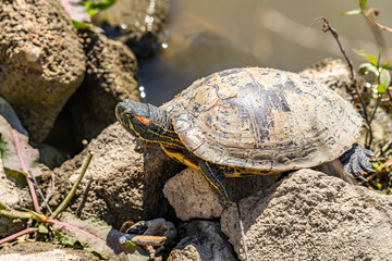Red-eared turtle (Trachemys scripta elegans) resting near a pond