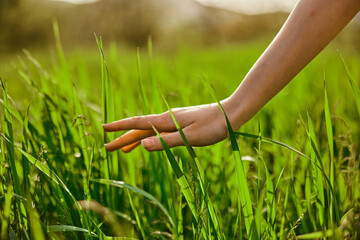 male hands touching the field of green wheat