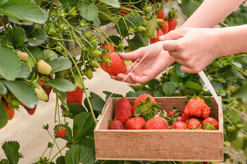The girl collects large ripe red strawberries from the garden in a basket for the harvest....