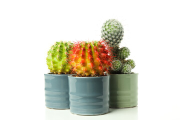 Cozy hobby - growing house plants, cactus, isolated on white background